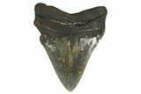 Serrated, Fossil Megalodon Tooth - Huge NC Meg #298812-2